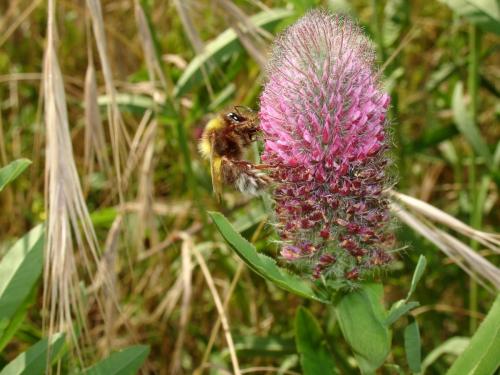 Bombus sp.